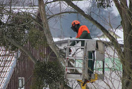 A man in a crane chopping down a high branch in a tree