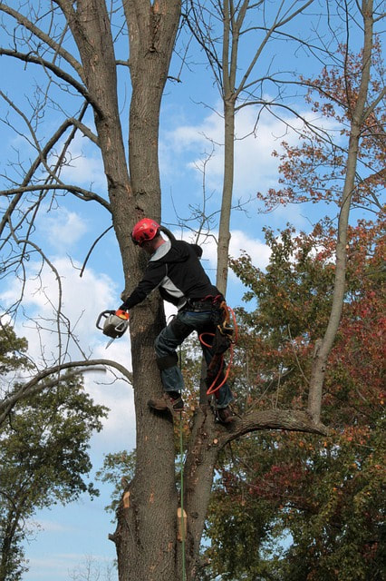 A man in a tree with climbing gear chopping down branches with a chainsaw