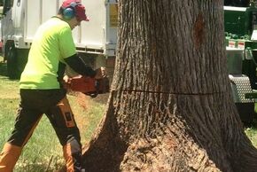 A man chopping down a large tree in a yard with a chainsaw