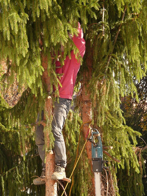 A man in a pine tree with a mini chainsaw trimming the tree
