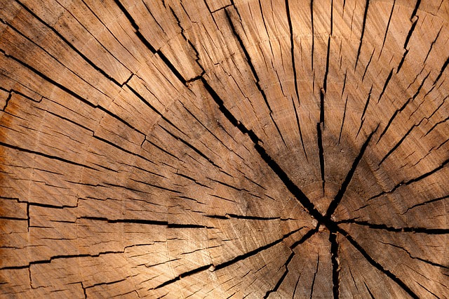 A close up of a stump, showing the cracks and annual growth rings