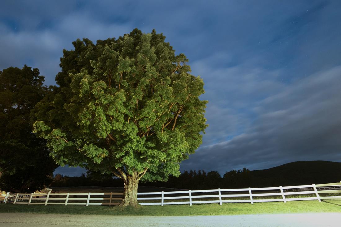 A large tree by a in a field by a white fence