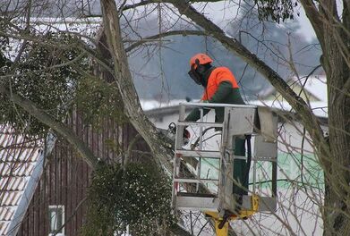Emergency tree work in O'Fallon MO