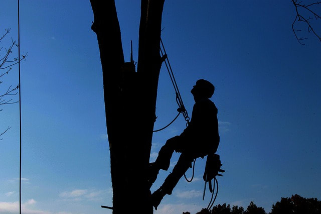 A man up in a tree with climbing gear on with a sunset in the background